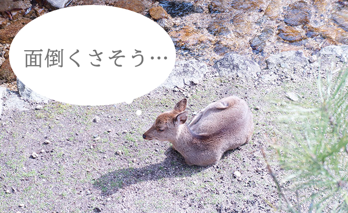 ②面倒くさそうな鹿1